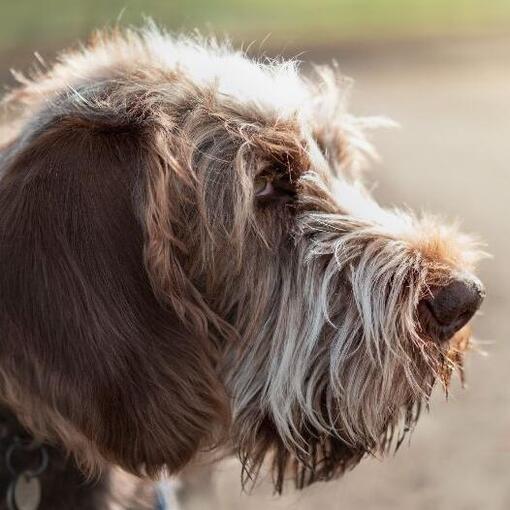 Italiaanse Spinone