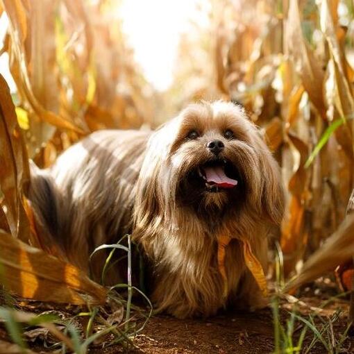 Race de chien Lhassa Apso