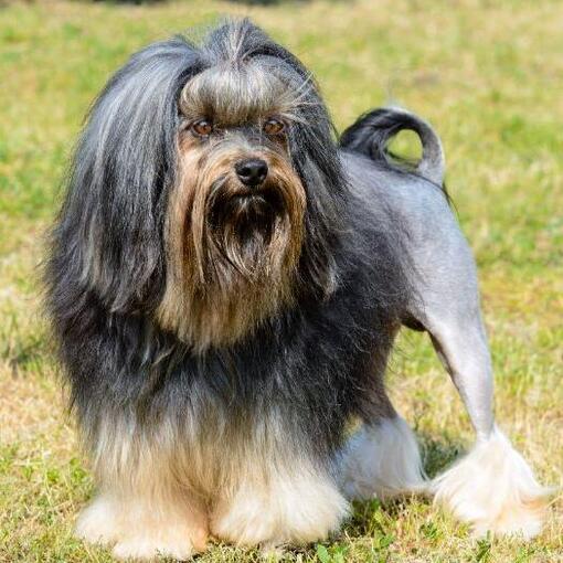 Löchen