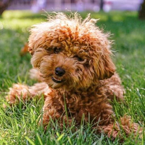 Maltipoo in het gras