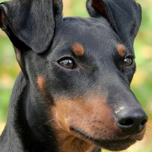 Race de chien Manchester Terrier