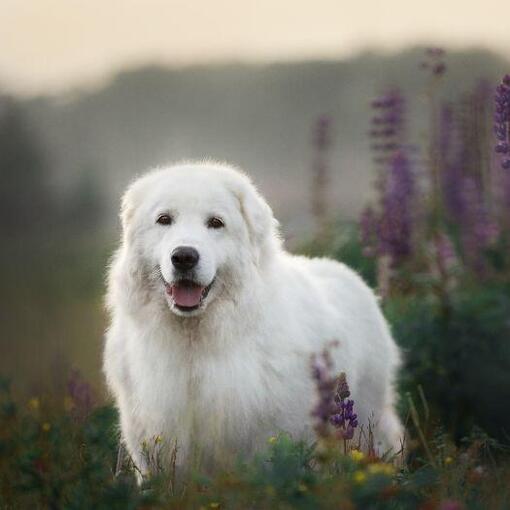 Maremma-herdershond hondenras