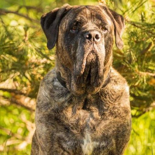 Race de chien Dogue