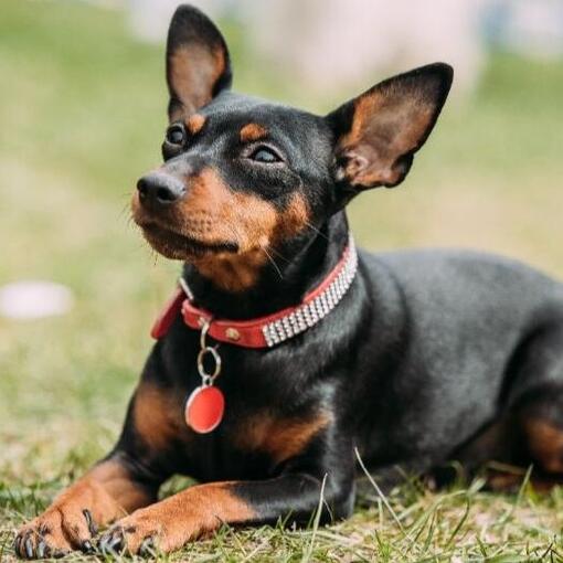 Dwergpinscher hondenras