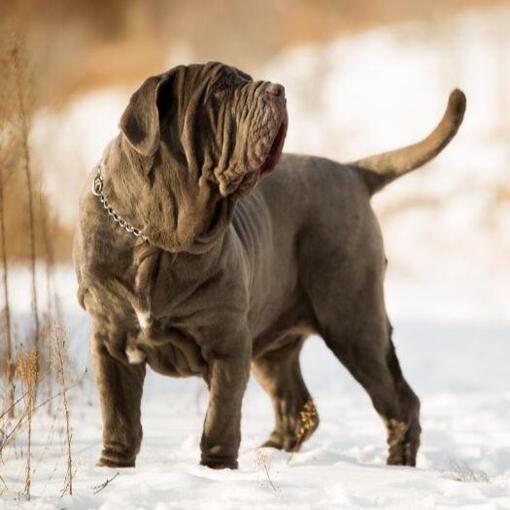 Napolitaanse Mastiff hondenras