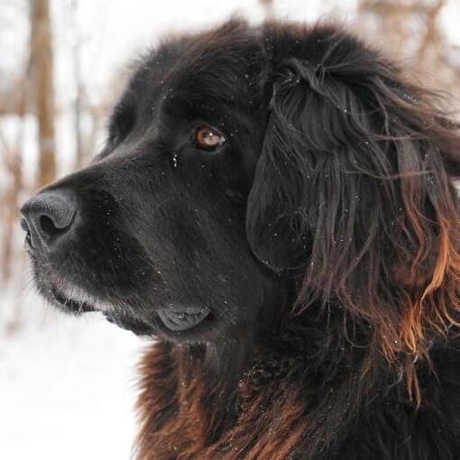 Newfoundlander hondenras