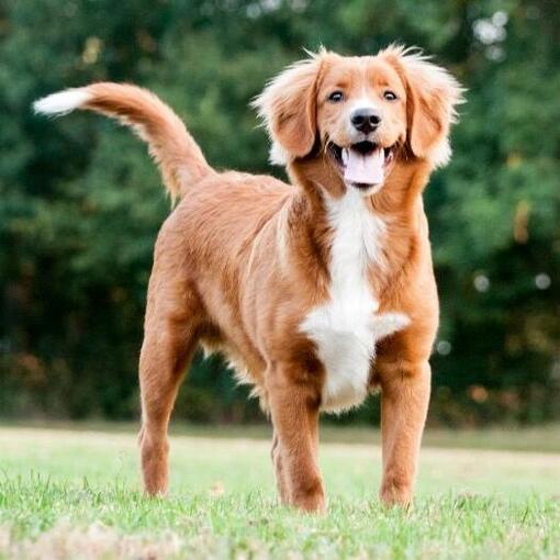 Retriever de la Nouvelle-Écosse