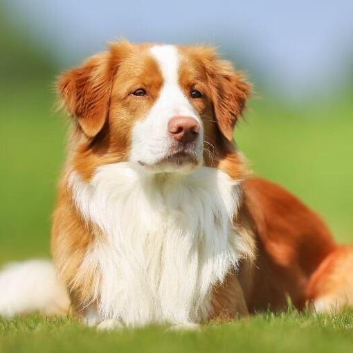 Retriever de la Nouvelle-Écosse