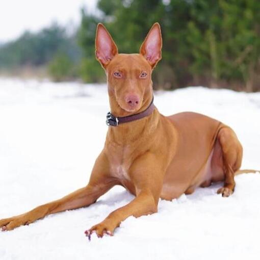 Farao Hond