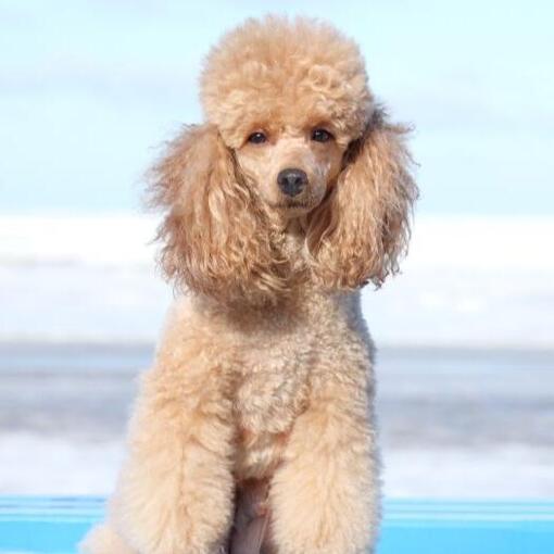 Caniche miniature