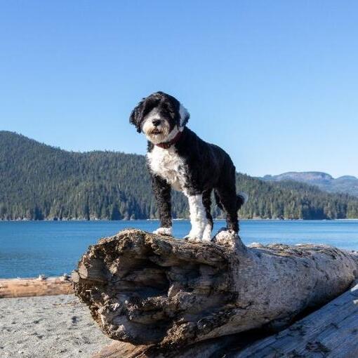 Portugese Waterhond