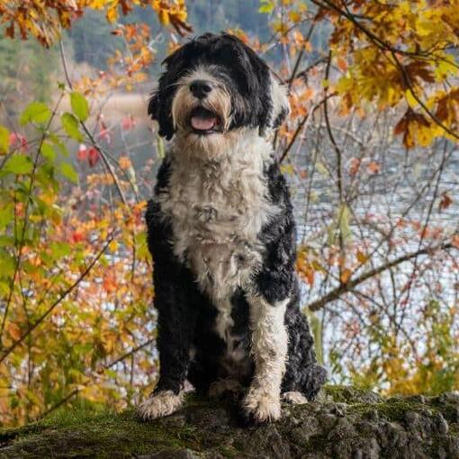 Portugese Waterhond