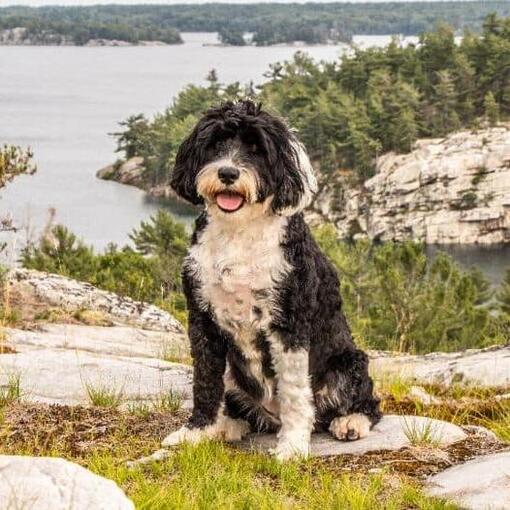 Portugese Waterhond