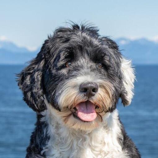 Portugese Waterhond