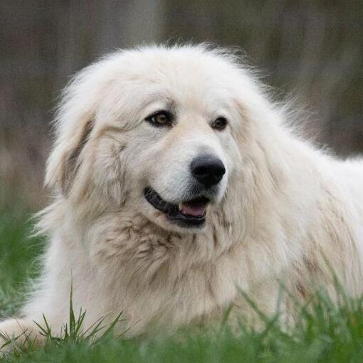 Pyreneese berghond loopt in de buurt van de berg