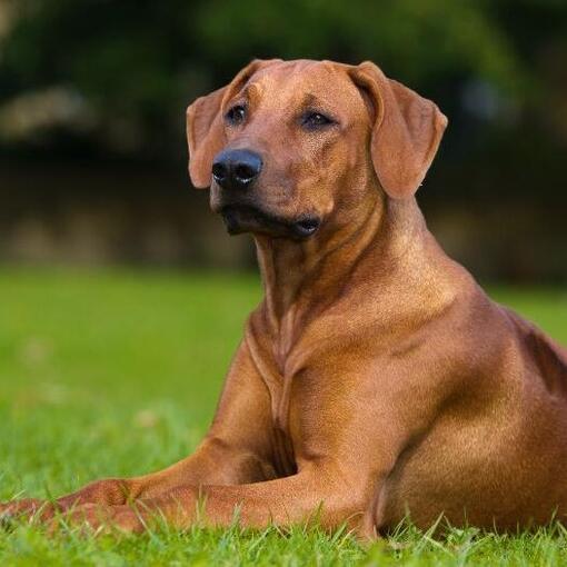 Rhodesische Ridgeback
