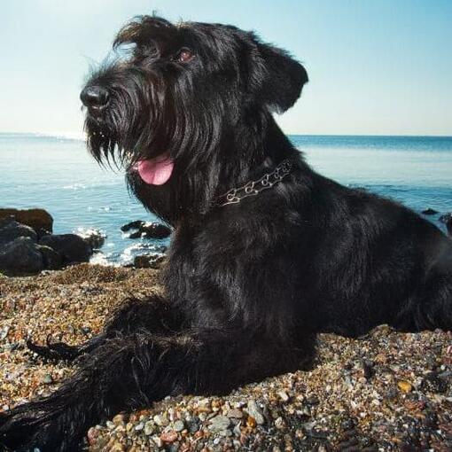 Schnauzer (reus)