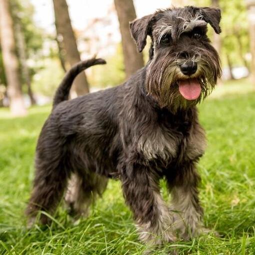 Schnauzer (miniature)