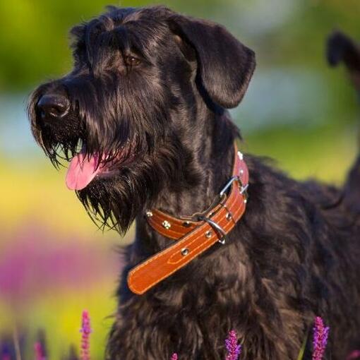 Schnauzer (standard)