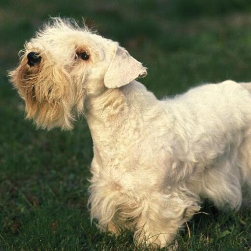 Race de chien Sealyham Terrier