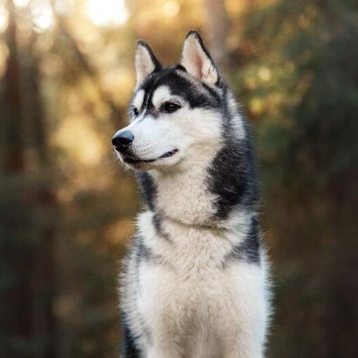Siberische husky