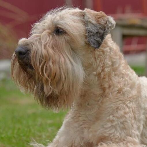 Zacht gecoate Wheaten Terriër