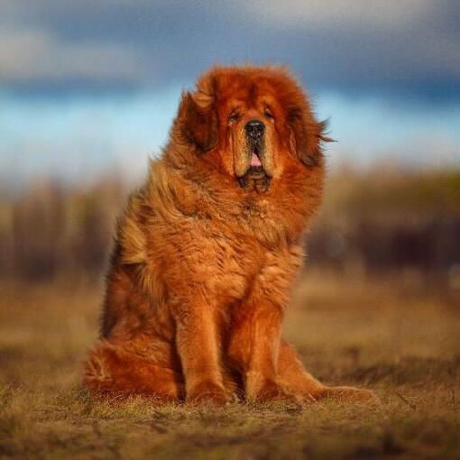 Tibetaanse Mastiff