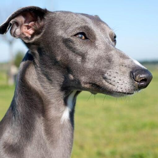 Whippet hondenras