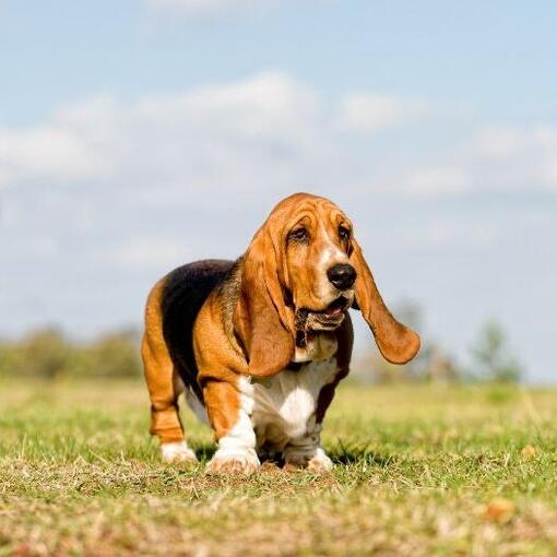 Bassethond
