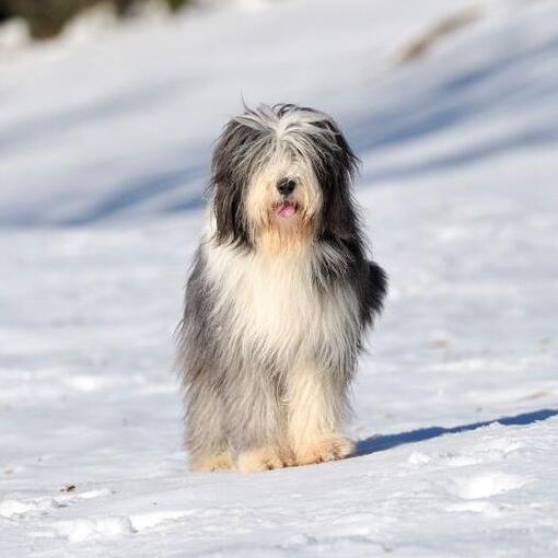 Bebaarde collie