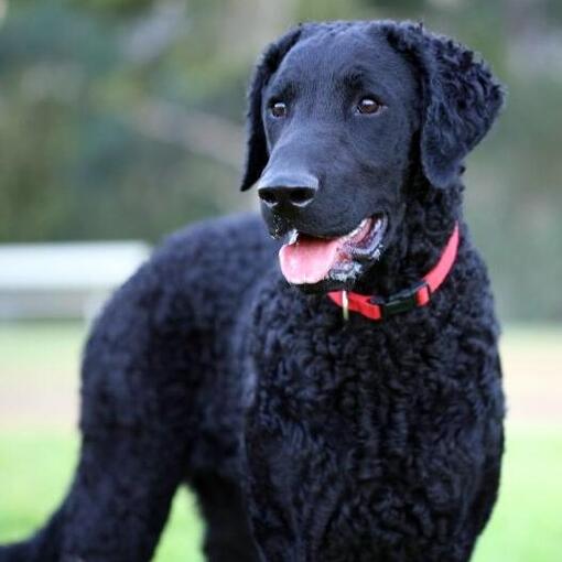 krullend gecoate retriever
