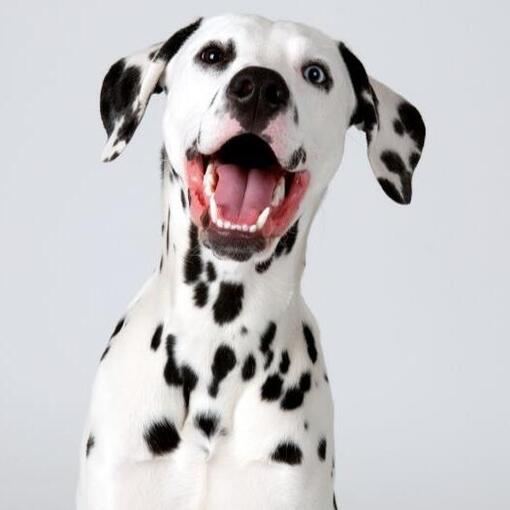 Dalmatiër