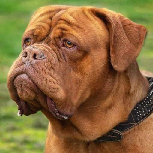 chien de bordeaux