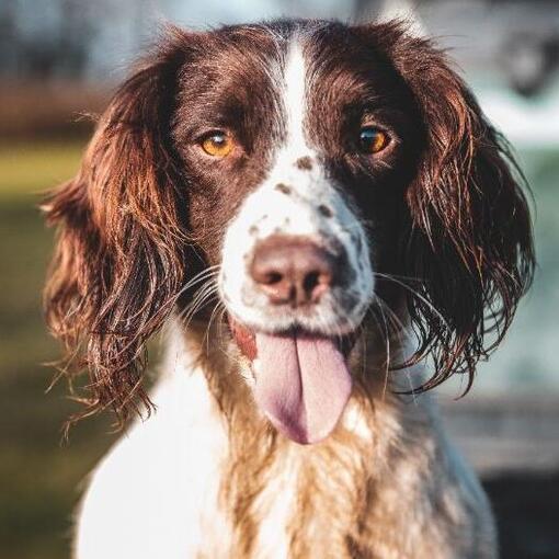 Engelse springerspaniël