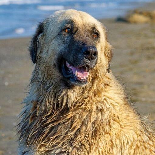 chien de montagne Estrela
