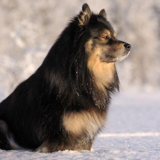 Chien finlandais de Laponie