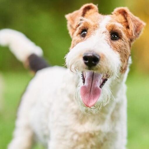 Manteau métallique Fox Terrier