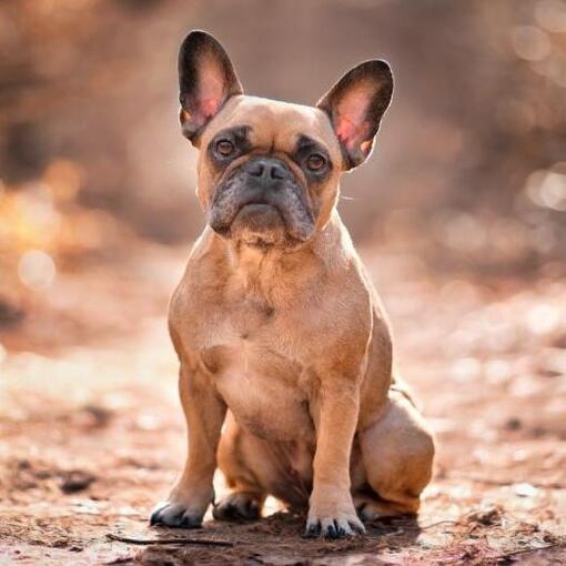 Franse bulldog