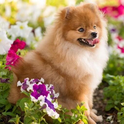 spitz allemand klein