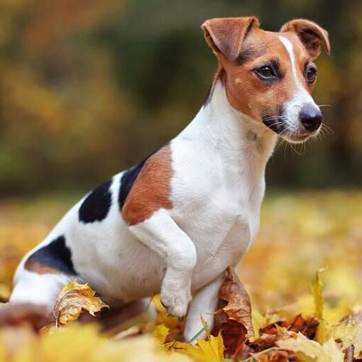Jack russel zittend in de bladeren