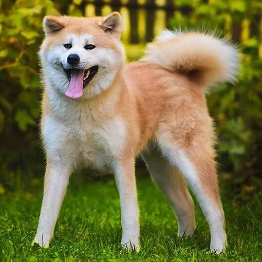 Le Shiba Inu japonais est allongé sur l'herbe