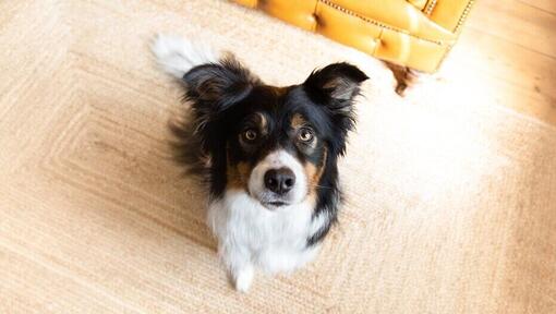 tricolor bordercollie binnen in vogelperspectief