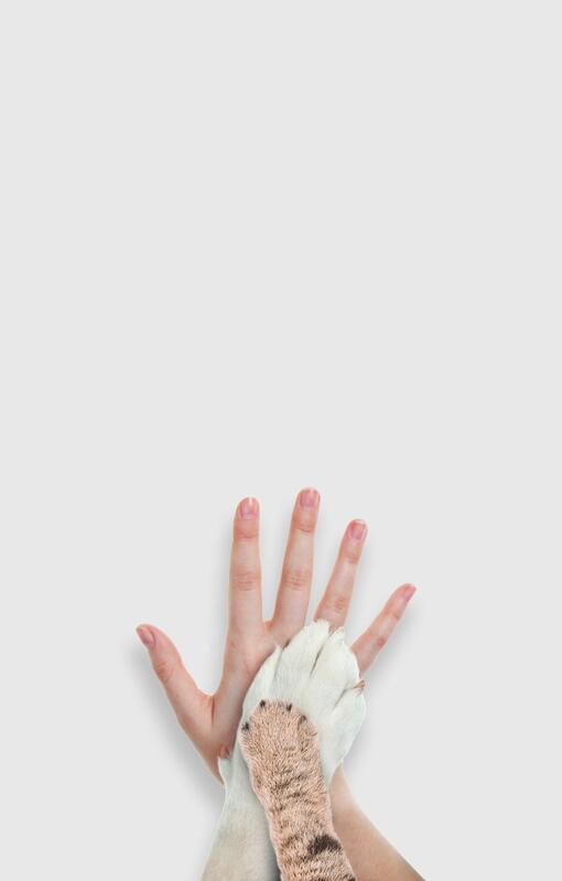 Huisdieren pawmon menselijke hand