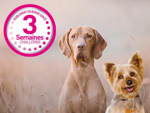 Le Challenge 3 Semaines Purina One Chien