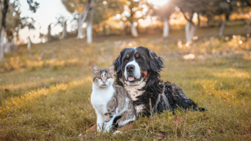 Le chat et le chien sont assis sur l'herbe