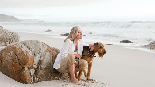 Airedale Terrier sur la plage avec personne.