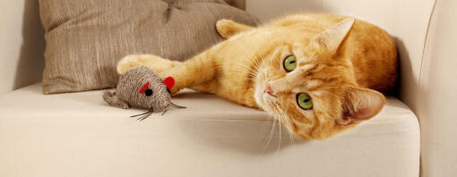 Top 5 leuke spelletjes voor katten