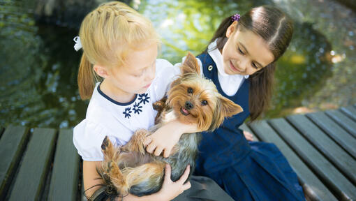 Silky Terrier