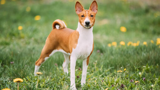 Brown basenji debout sur l'herbe.