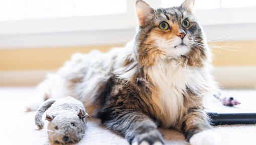 Les meilleurs modèles de jouets pour chats âgés